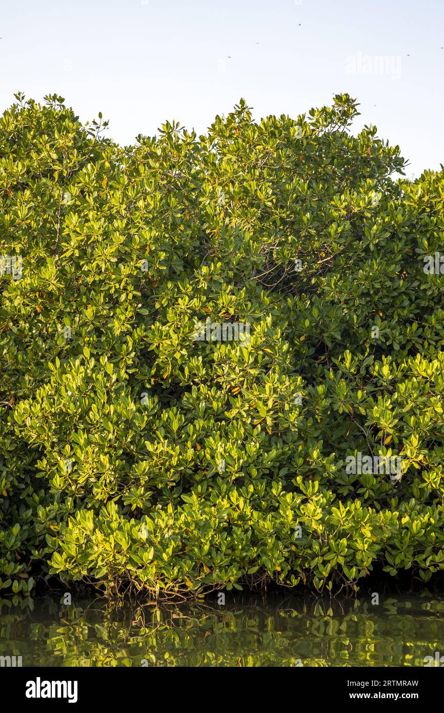 Mangrovie sull'isola di Fadiouth, in Senegal Foto Stock