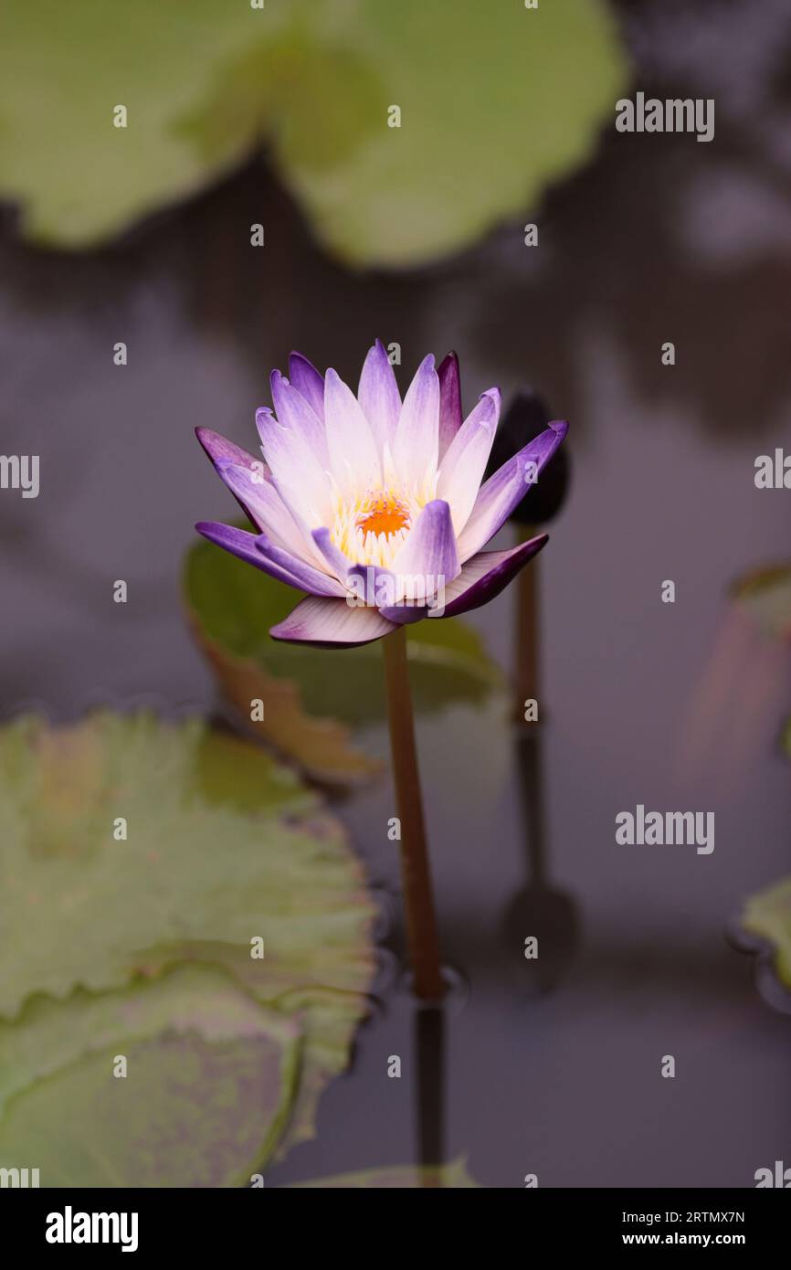 Fiore di loto rosa con bocciolo nello stagno. Foto Stock