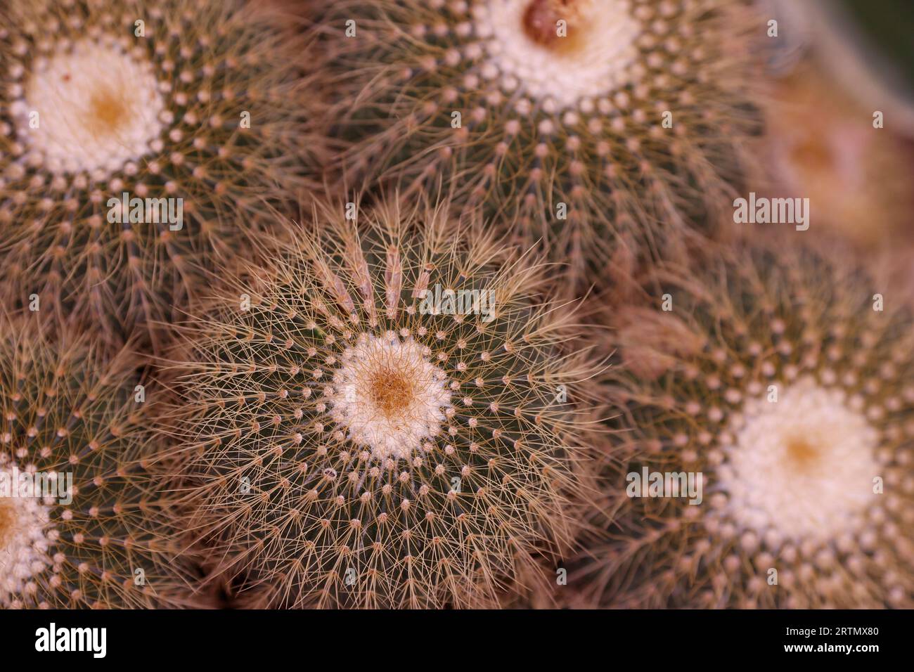 Cactus in un giardino botanico. Spine. Primo piano. Dalat. Vietnam. Foto Stock