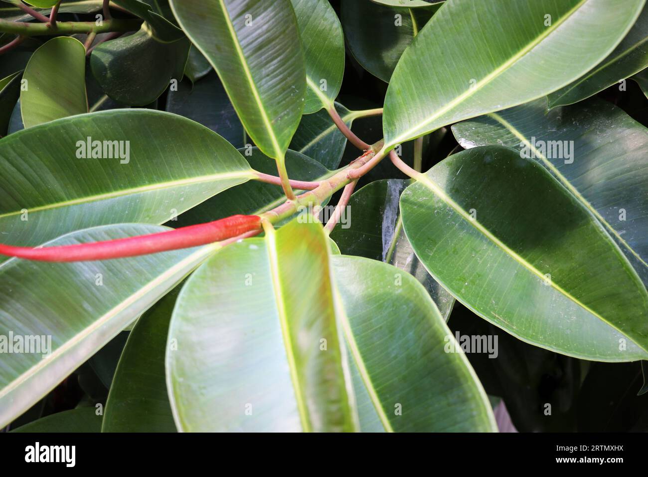 Sfondo texture foglia naturale. Primo piano di Green Fiddle Fig, Ficus Lyrata e Ficus elastica o Rubber Plant Leaf Surface. Vista dall'alto . Foto Stock
