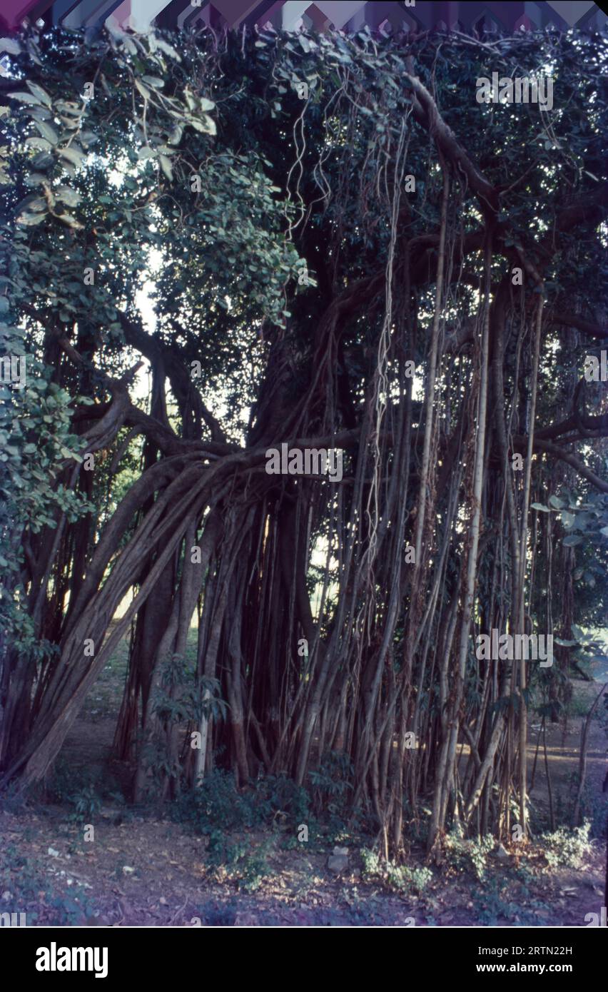 Kabirwad è un luogo famoso situato su un'isola nel mezzo del fiume Narmada. Il luogo prende il nome dal famoso Saint Kabir e ospita anche un imponente tempio Kabir, i visitatori apprezzano la solitudine e la santità offerte da questo enorme albero di banyan. 600 anni, distribuiti su 2,5 acri di terreno. Foto Stock