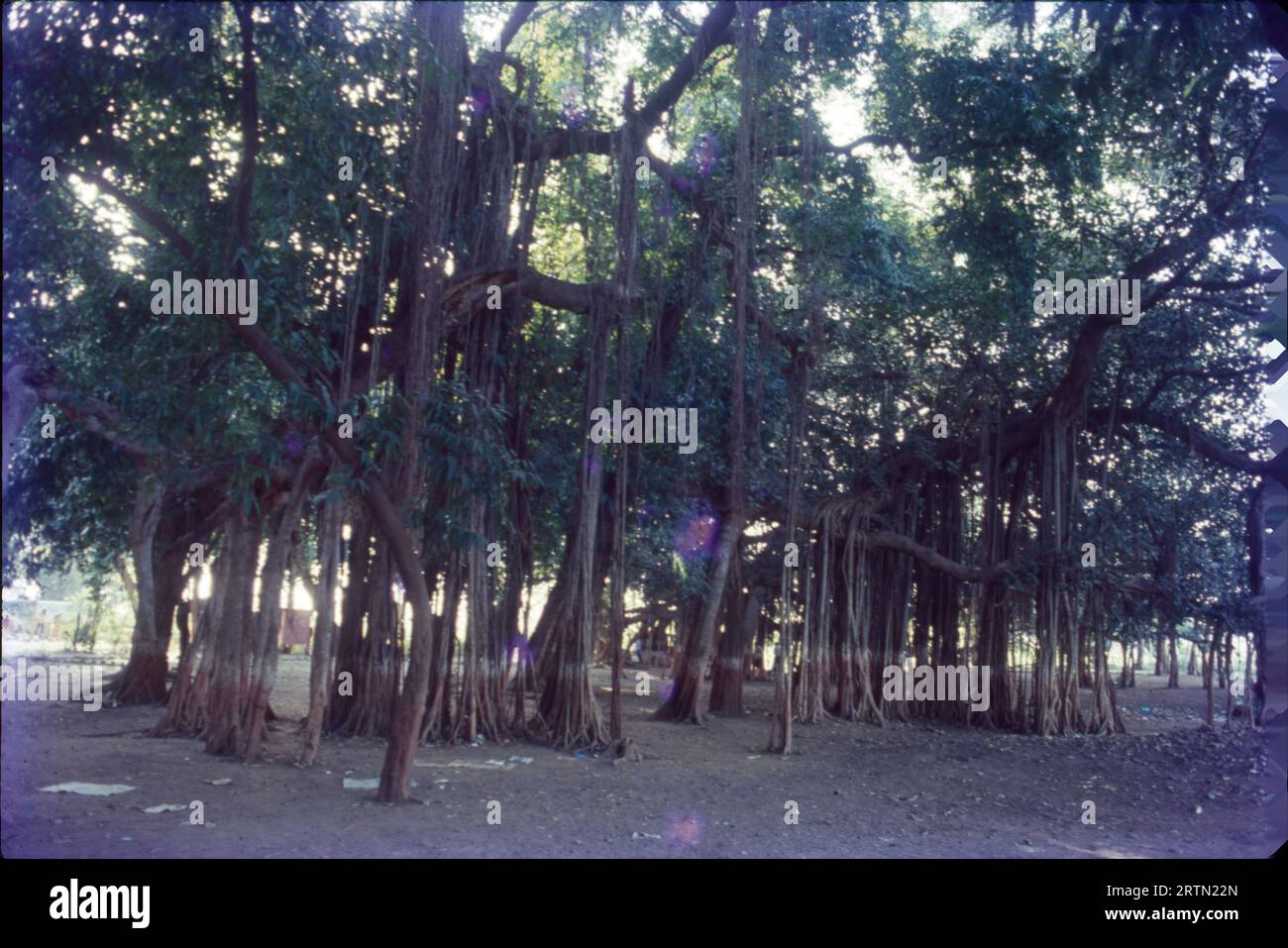 Kabirwad è un luogo famoso situato su un'isola nel mezzo del fiume Narmada. Il luogo prende il nome dal famoso Saint Kabir e ospita anche un imponente tempio Kabir, i visitatori apprezzano la solitudine e la santità offerte da questo enorme albero di banyan. 600 anni, distribuiti su 2,5 acri di terreno. Foto Stock