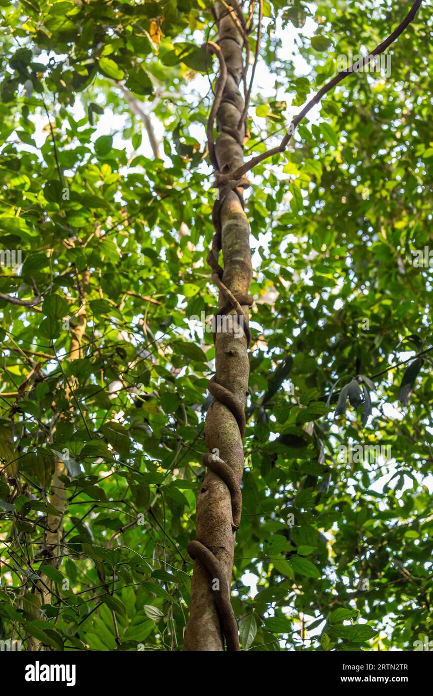 Primo piano di Strangler Fig Tree Embracing and Cutting in Tree Trunk nella foresta pluviale, Queensland, Australia. Foto Stock