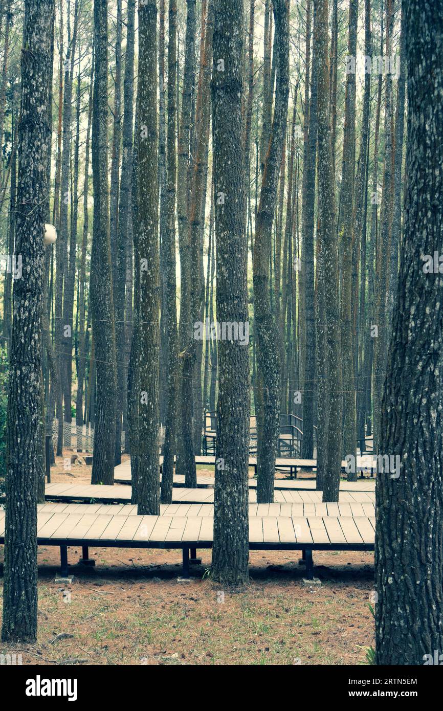 Sentiero in legno nella pineta, indonesia Foto Stock