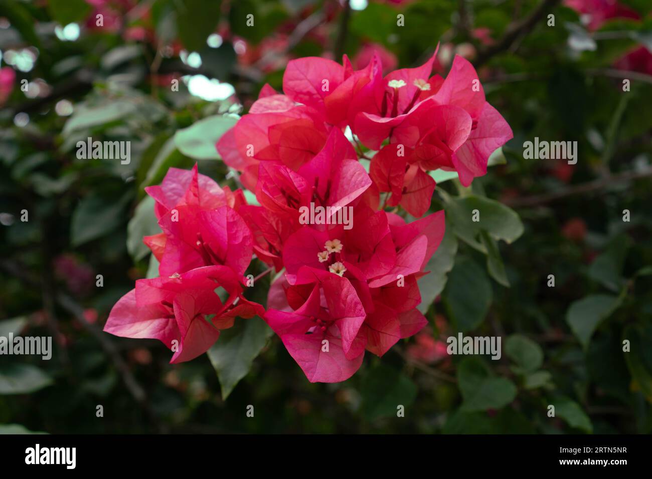 bougenvillia colorata nel parco Foto Stock