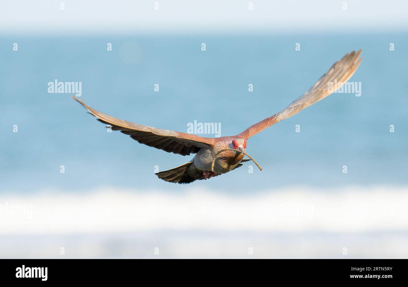 Speckled Pigeon - Sunset Beach Hotel, Kotu, Gambia Foto Stock