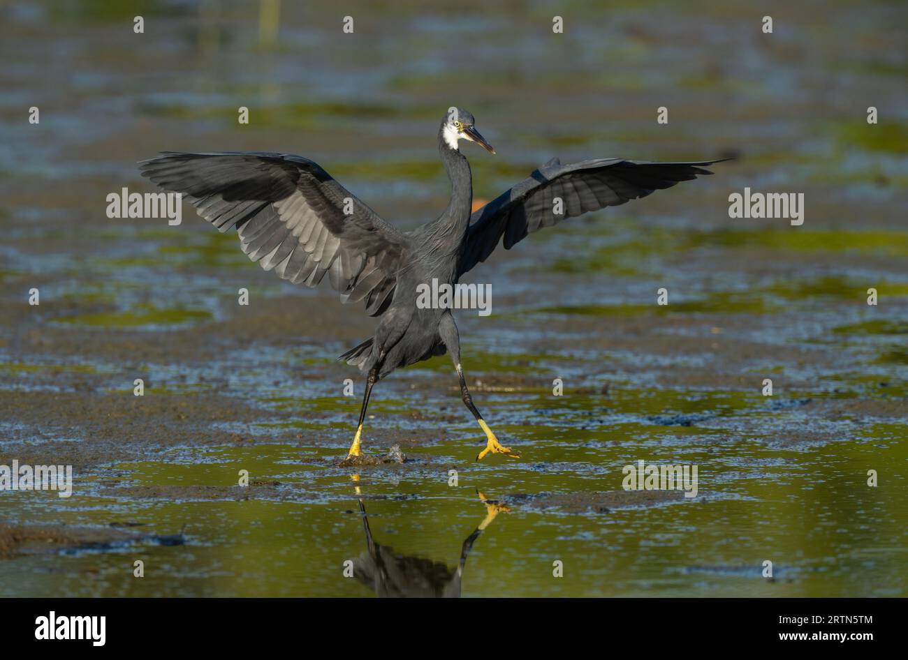 WESTERN Reef Egret - Dark Morph - Kotu Creek, Gambia Foto Stock