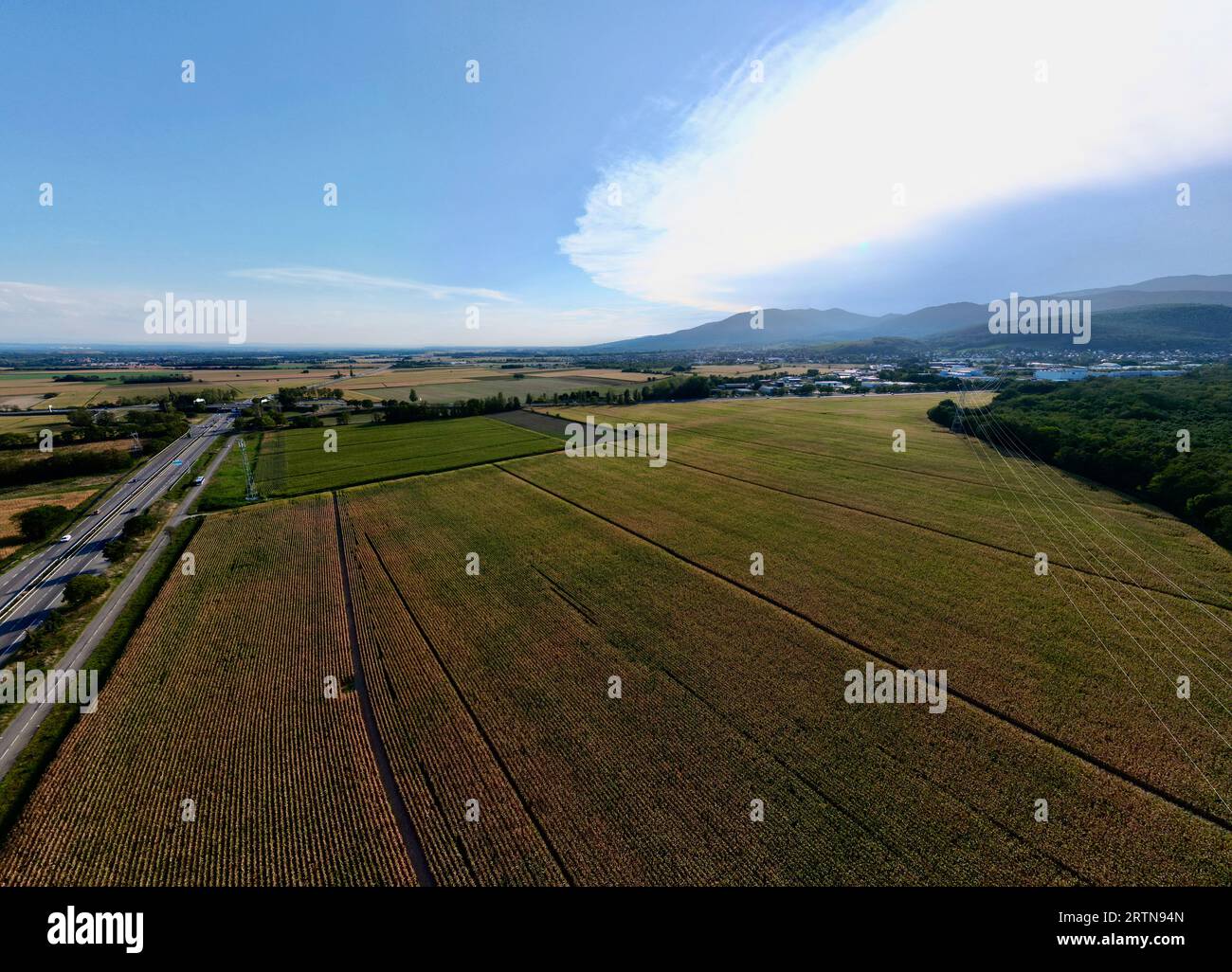 Vista aerea panoramica di Daweid Corn Fields: L'imminente ZAC a Florival, Guebwiller 2023 Vision, Haut-Rhin, Alsazia Foto Stock