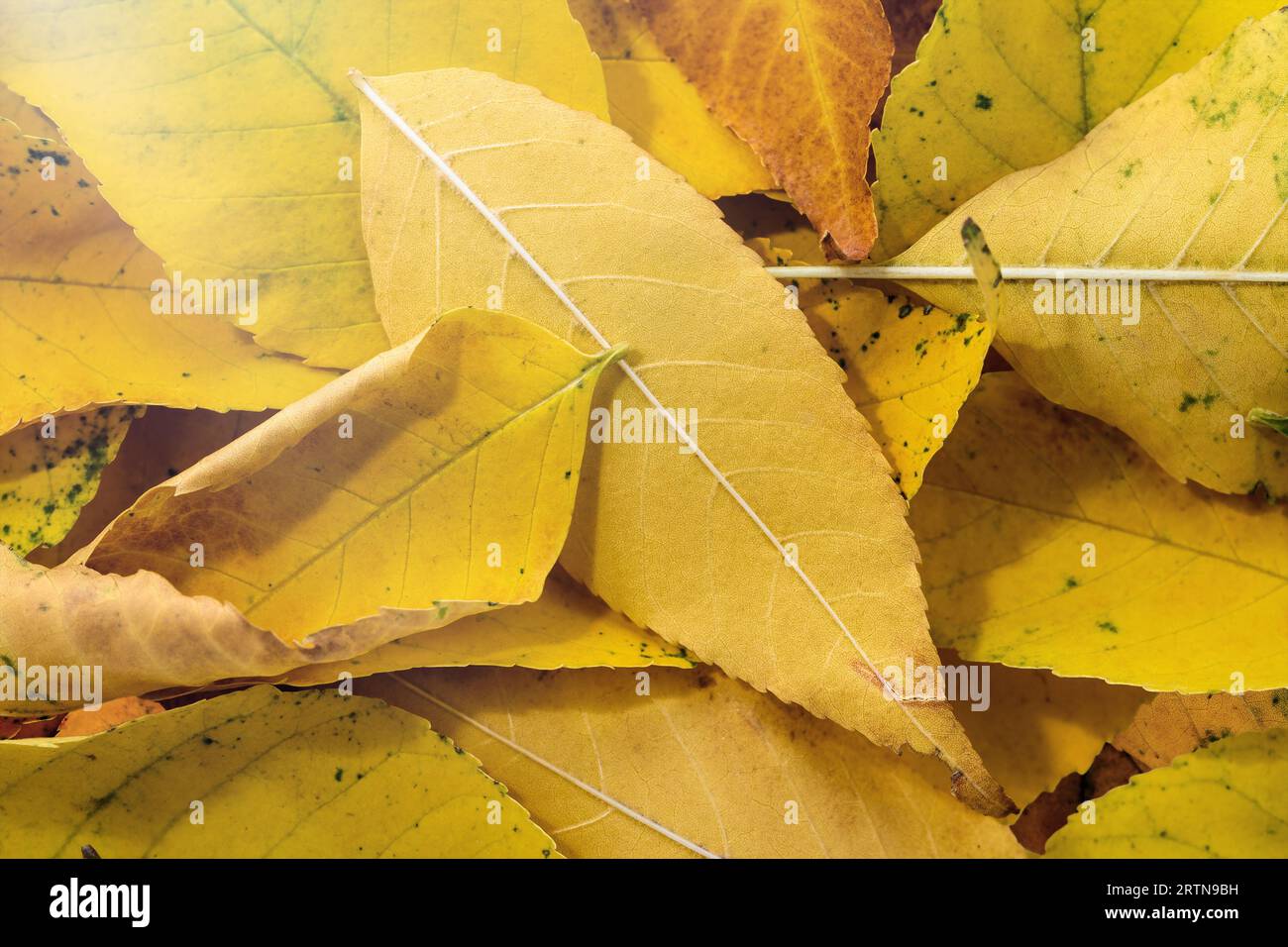 Sfondo autunnale con foglie colorate. Tappeto di foglie cadute. Foto Stock