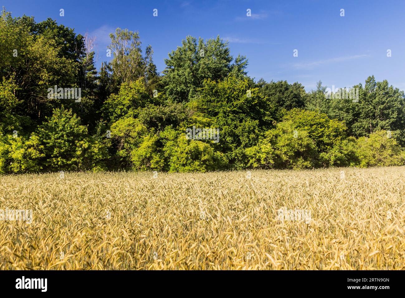 Campo nell'area paesaggistica protetta Kokorinsko - Machuv kraj, Repubblica Ceca Foto Stock