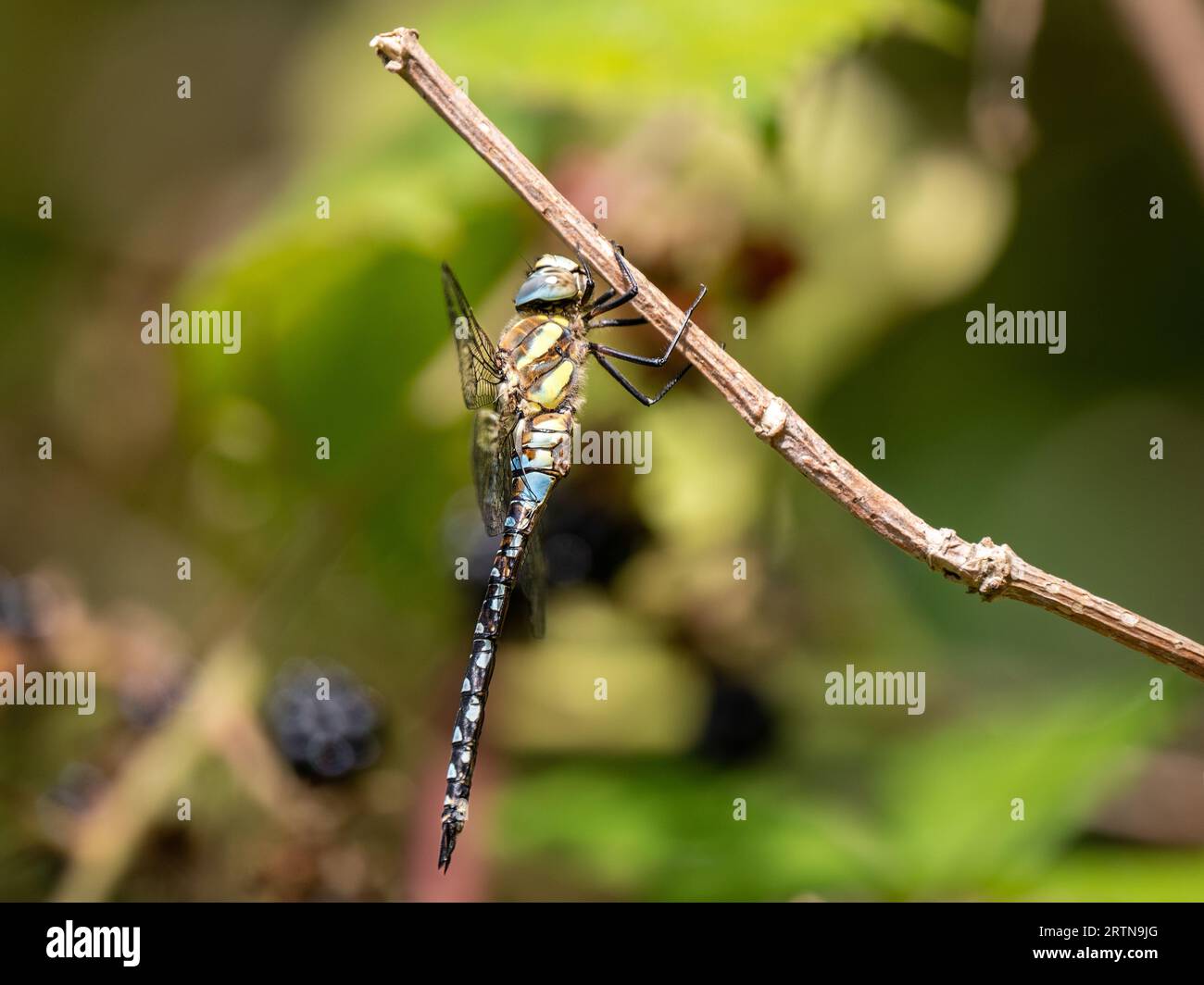 Southern Hawker Dragonfly che riposa su un Twig Foto Stock