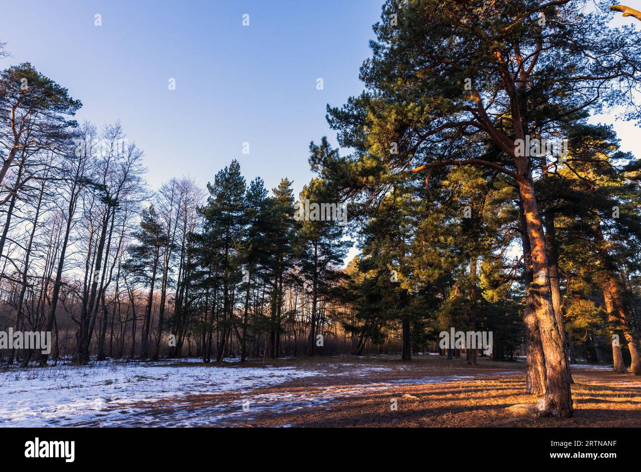 Alberi di pino in un paesaggio naturale di foresta invernale alla luce del sole. Foto di sfondo Foto Stock