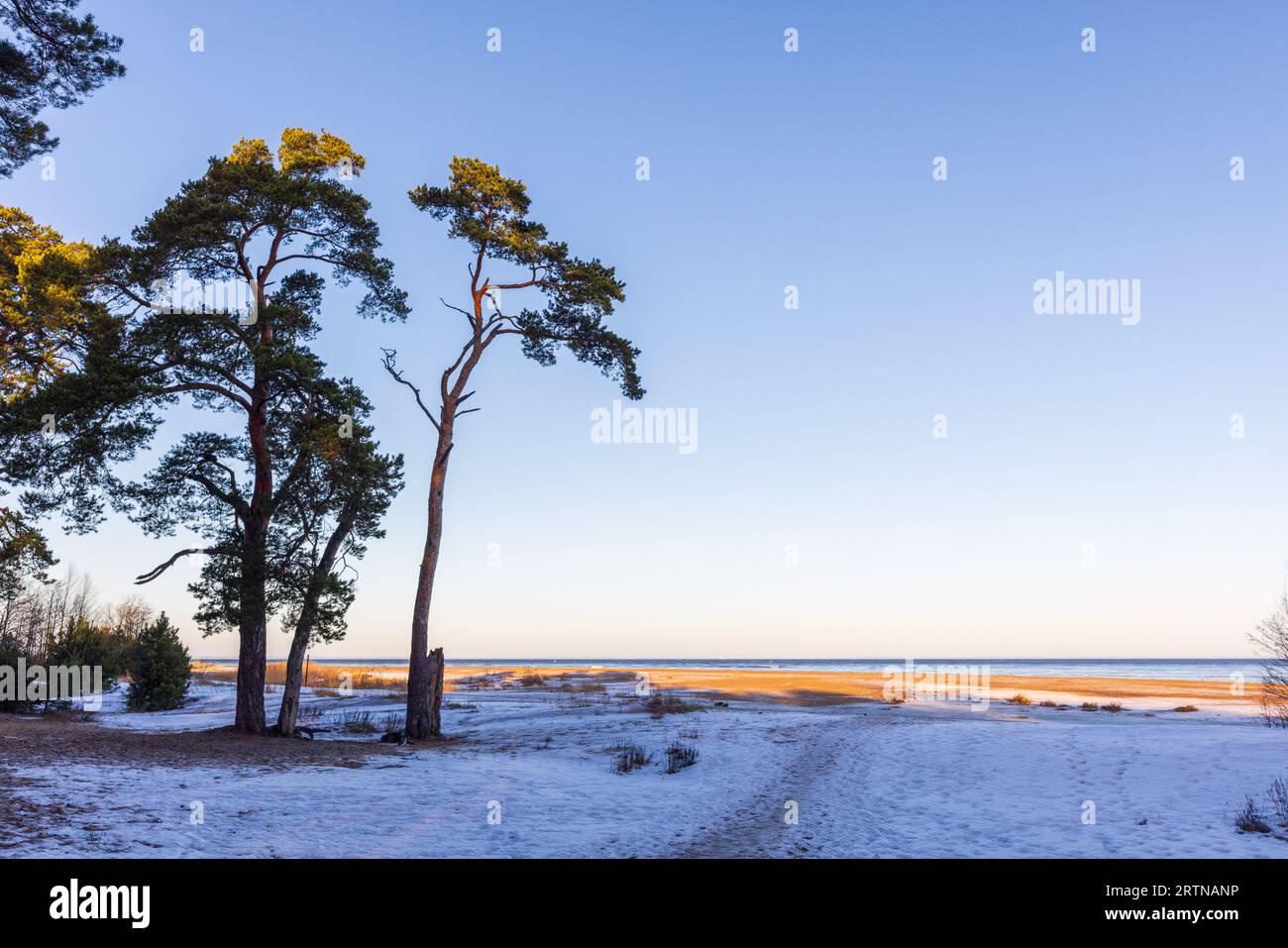Gli alberi di pino crescono su una costa del Mar Baltico, paesaggio invernale naturale. Foto di sfondo Foto Stock