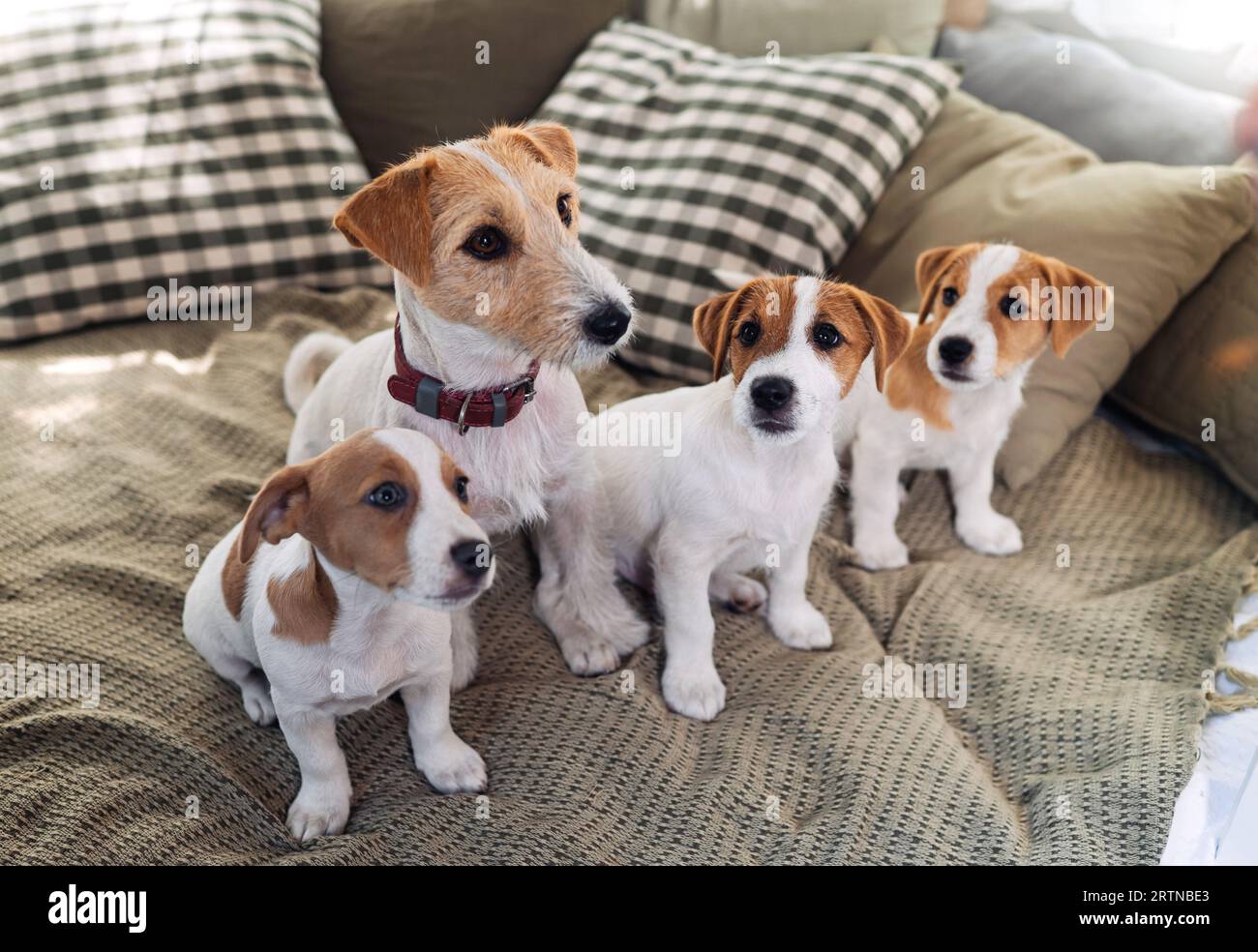 Un gruppo di simpatici cani sono sdraiati e seduti in un letto. Quattro cani Jack Russell Terrier guardano la macchina fotografica. Foto Stock