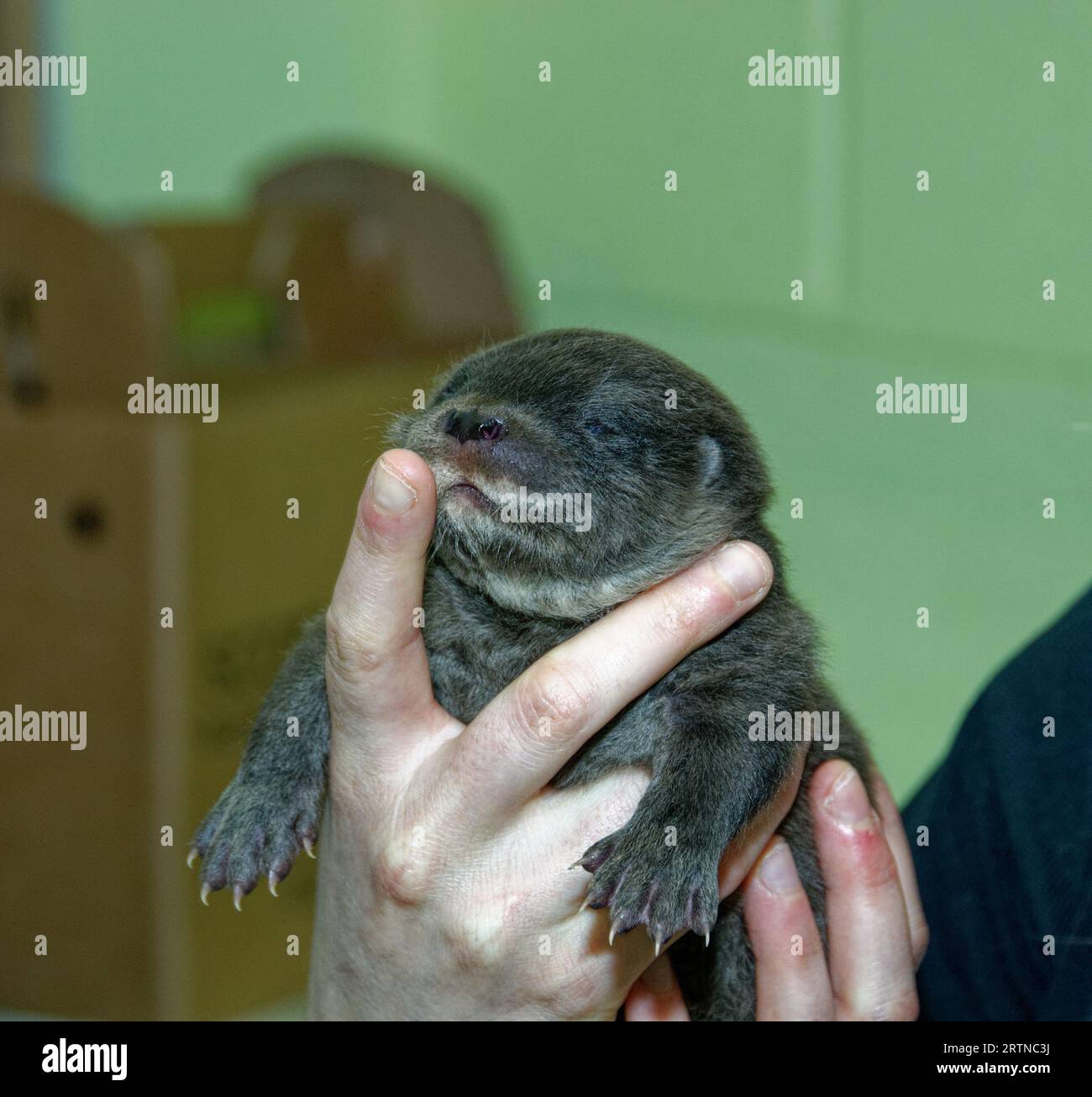 Lontra eurasiatica (Lutra lutra), cucciolo di 5 settimane. Foto Stock