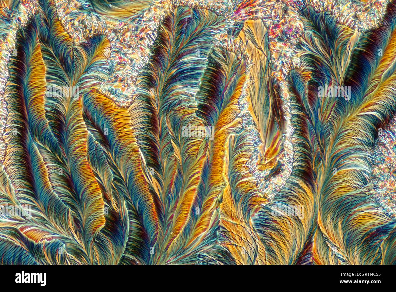 L'immagine presenta paracetamolo cristallizzato, fotografato attraverso il microscopio in luce polarizzata con un ingrandimento di 100X. Foto Stock