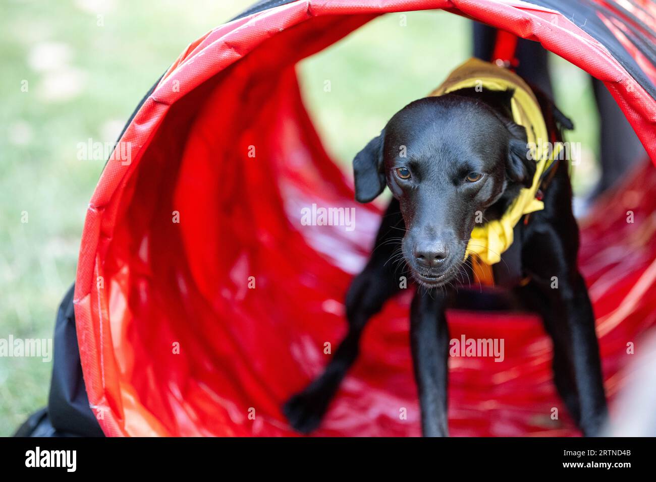 Londra, Regno Unito. 14 settembre 2023. Westminster Dog of the Year 2023 mostra aperta ai parlamentari e ai loro cani, con gare di agilità e giudici. È gestito dal Kennel Club and Dogs Trust; Westminster London UK Credit: Ian Davidson/Alamy Live News Foto Stock