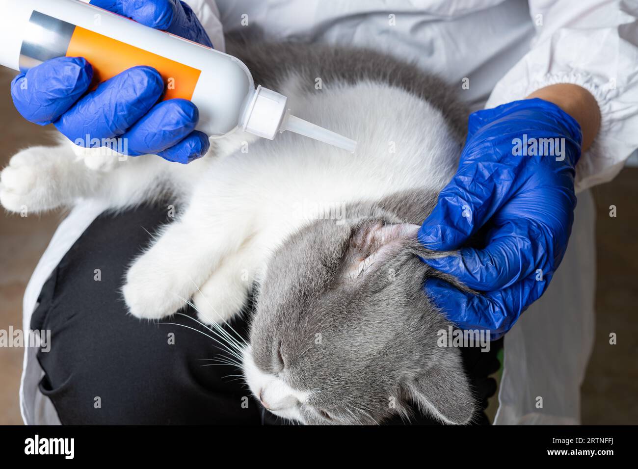 veterinario utilizzando liquido medico per pulire un orecchio auto Foto Stock