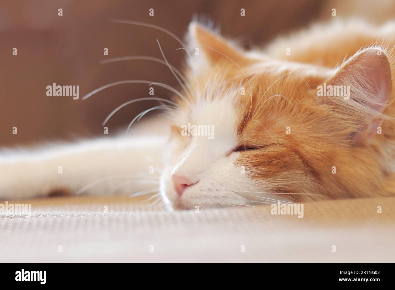 Un gatto bianco-rosso dorme dolcemente sul divano. Primo piano del viso di un gatto addormentato. Il concetto di sonno sano, un'atmosfera accogliente in casa Foto Stock