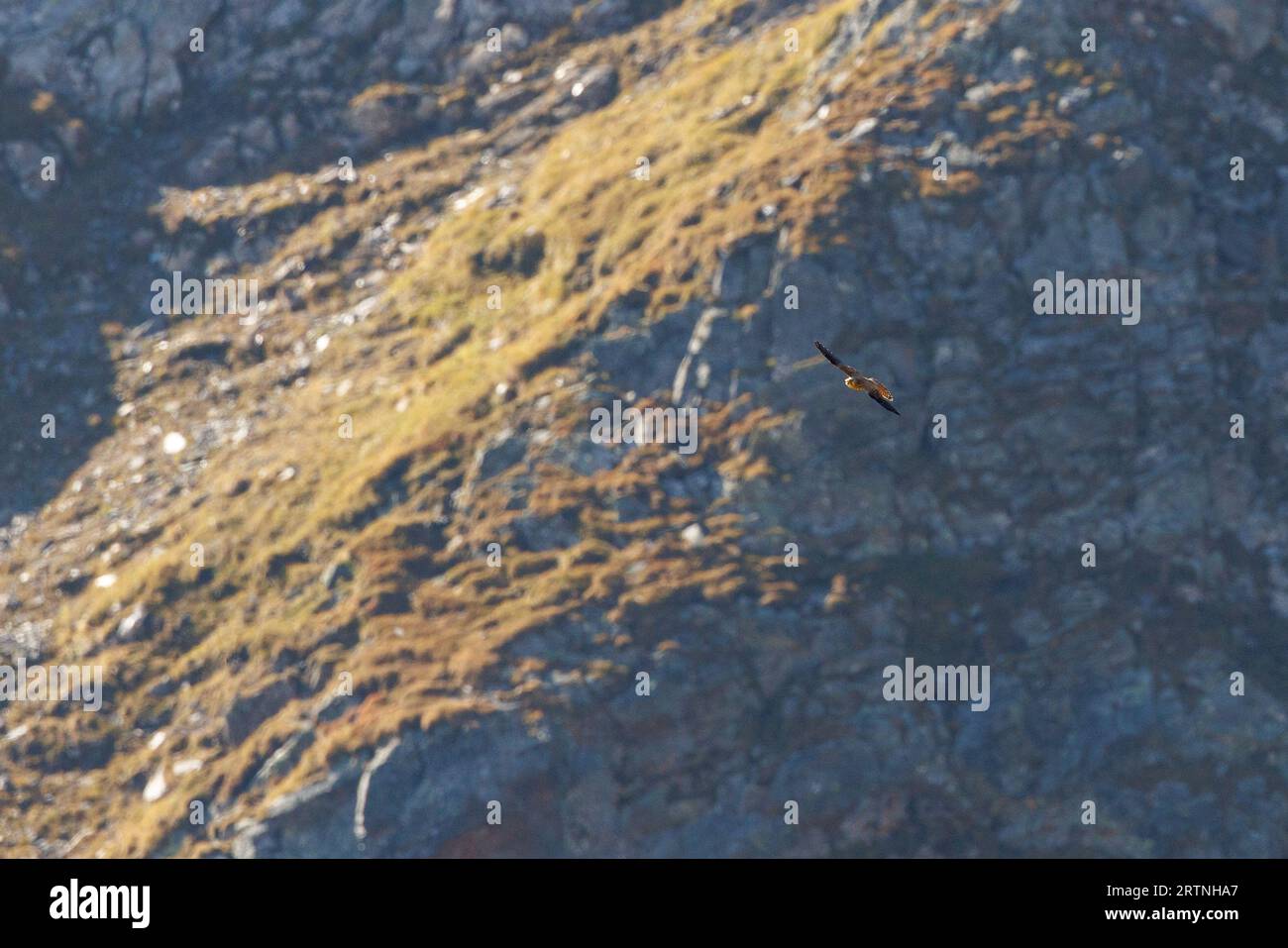 Gheppio comune (Falco tinnunculus) vicino al passo di Gana Negra, Ticino Foto Stock