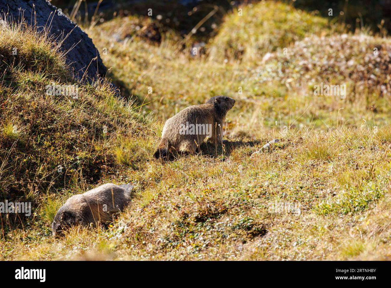 Marmotta alpina (Marmota marmota) vicino al passo di Gana Negra, Ticino Foto Stock