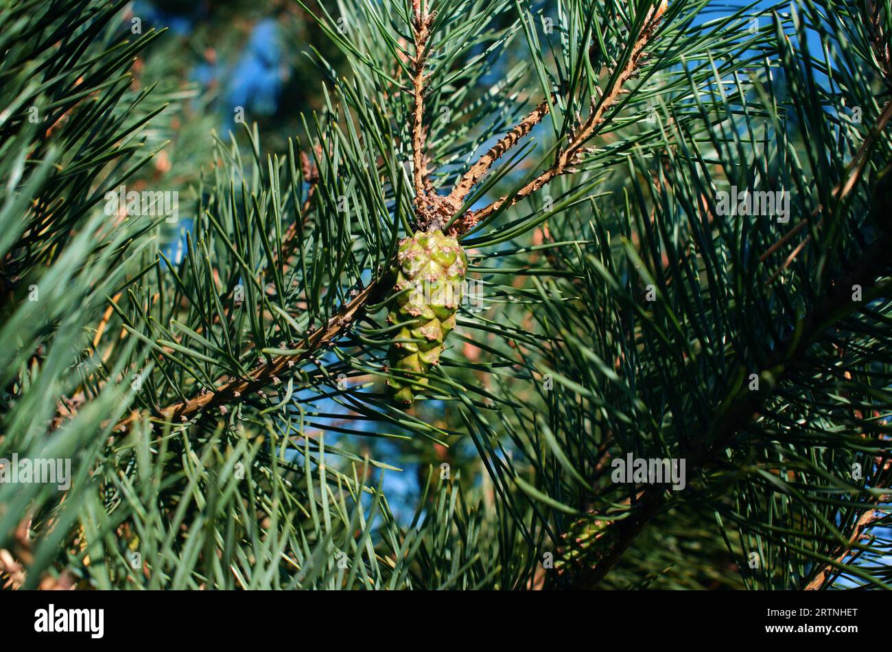 Giovani coni di pino verde sui rami. Conifere Foto Stock