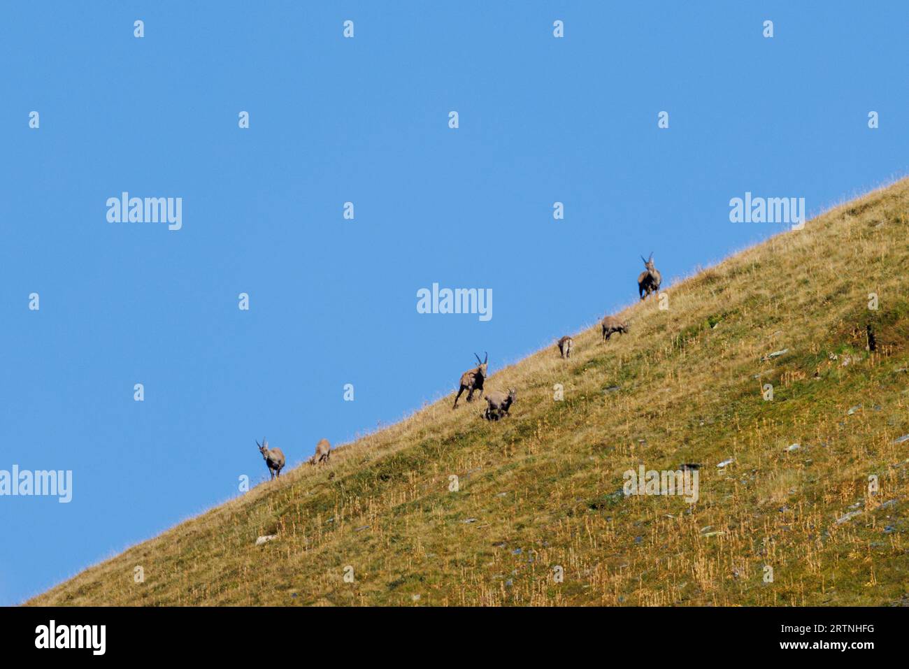 Mandria di stambecchi nelle Alpi di Surselva Foto Stock