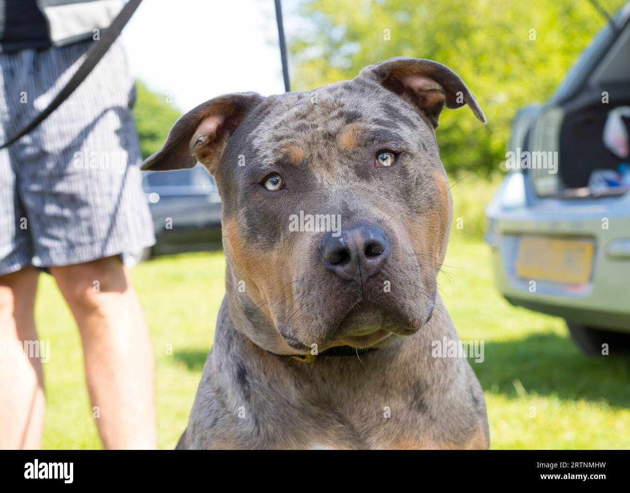 Vista ravvicinata frontale di un cane bullo americano XL all'aperto su una pista, senza museruola, tenuta dal proprietario. I cani ora classificati come razza vietata. Foto Stock