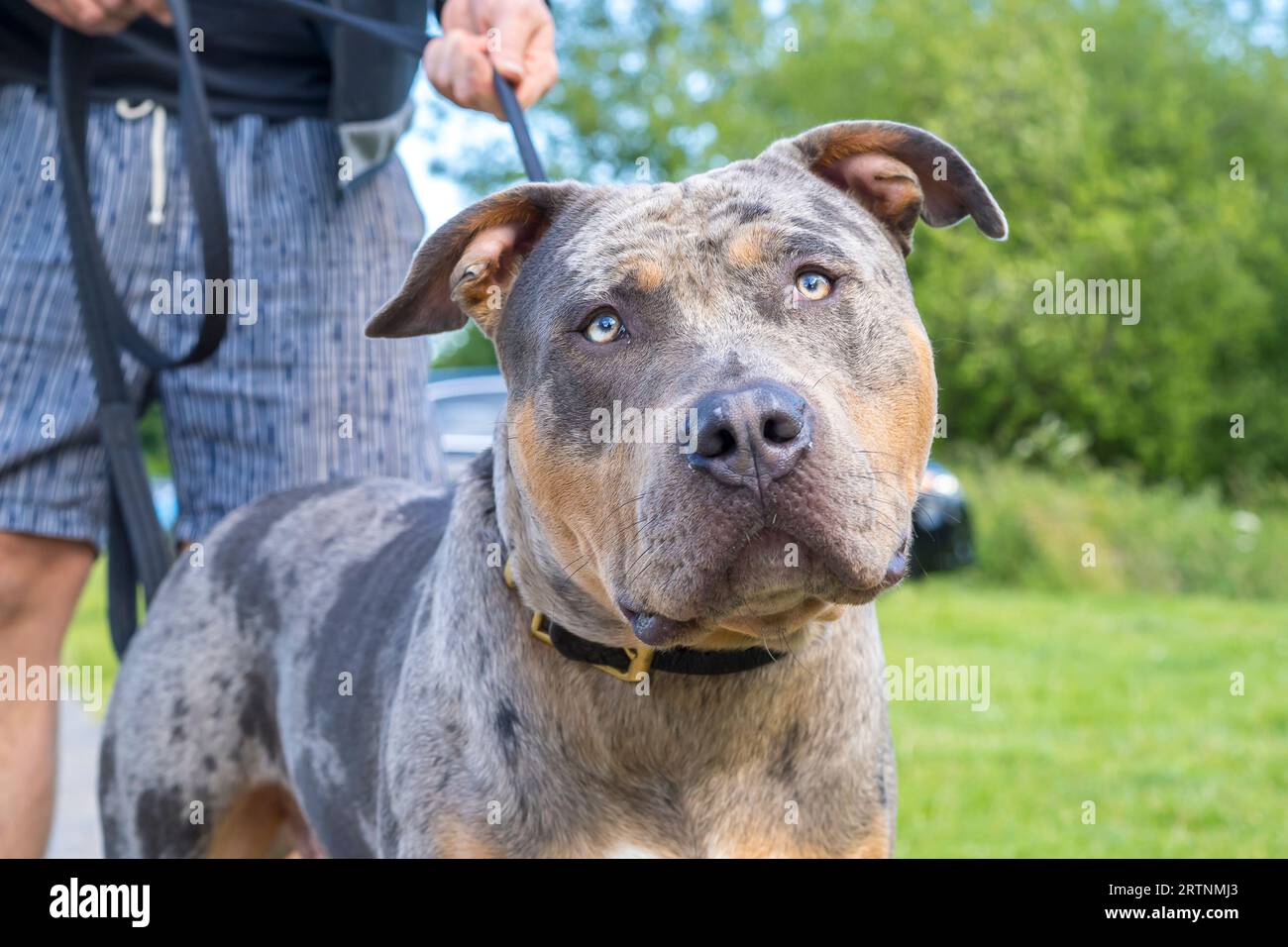 Vista ravvicinata frontale di un cane bullo americano XL all'aperto su una pista tenuta dal proprietario. I cani ora classificati come razza vietata. Foto Stock