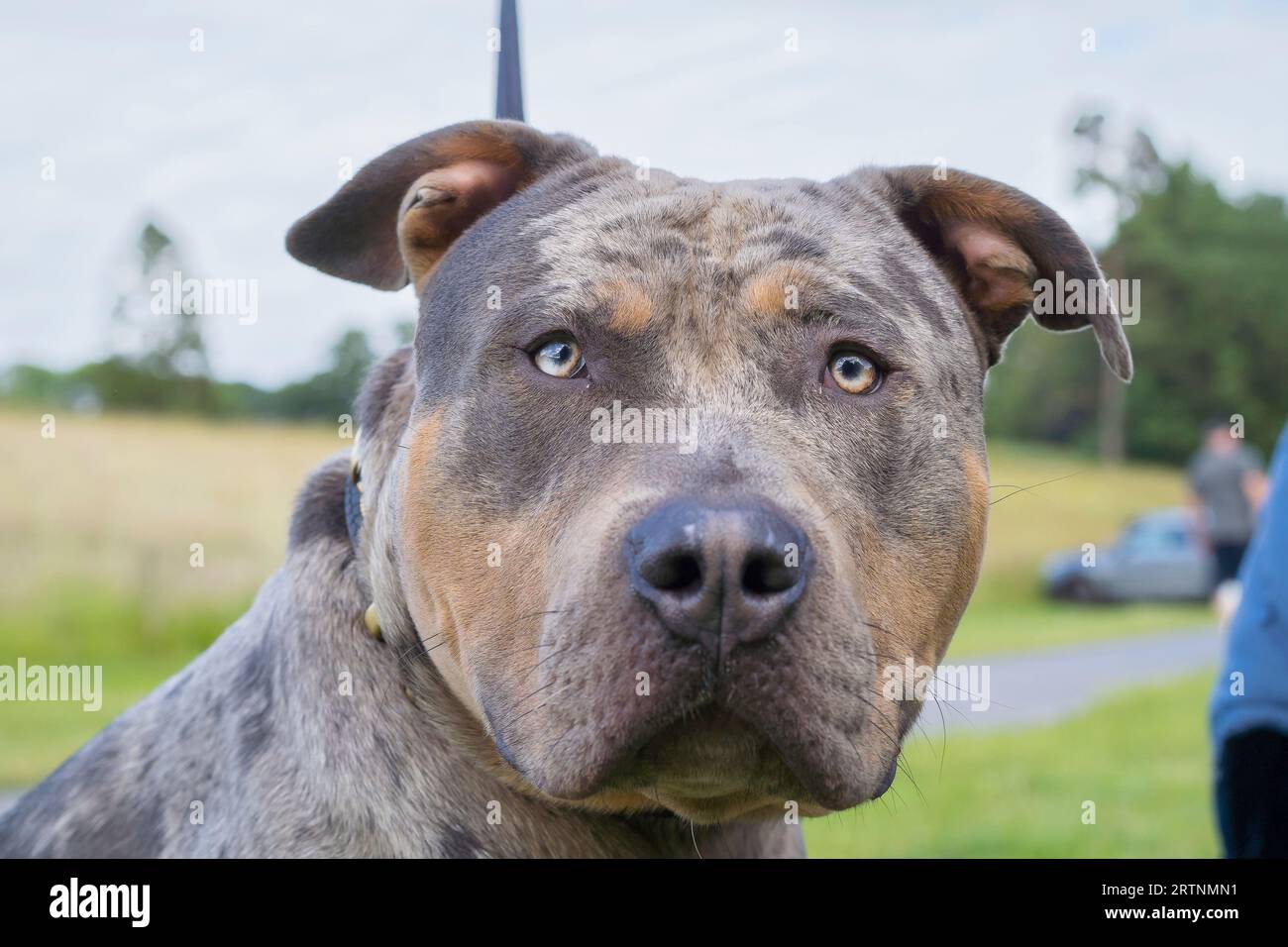 Vista ravvicinata di un cane bullo americano XL isolato all'aperto in un parco di campagna britannico. I cani ora purtroppo classificati come razze vietate. Foto Stock