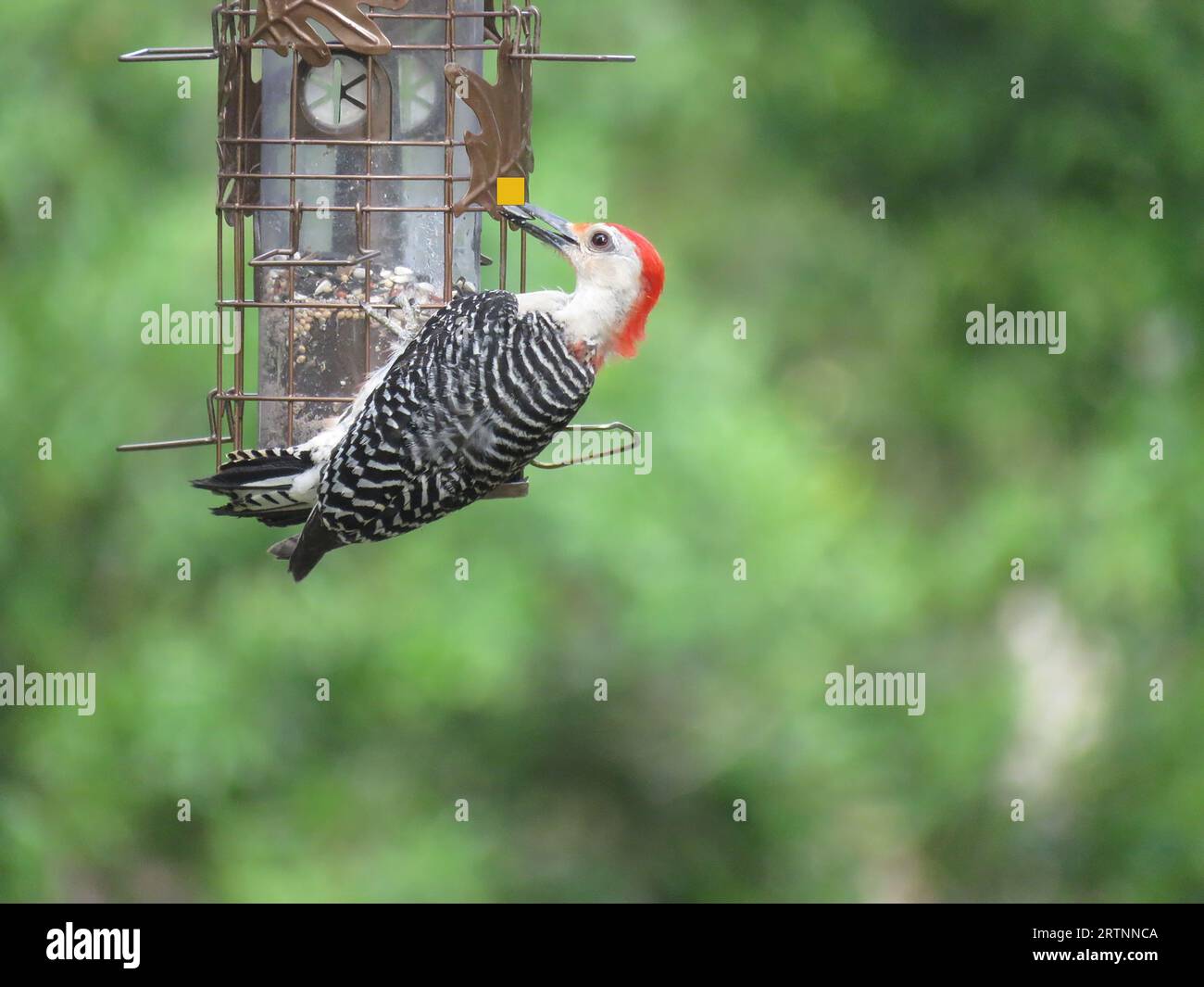Un primo piano di un picchio con il becco rosso appollaiato su un alimentatore di uccelli Foto Stock