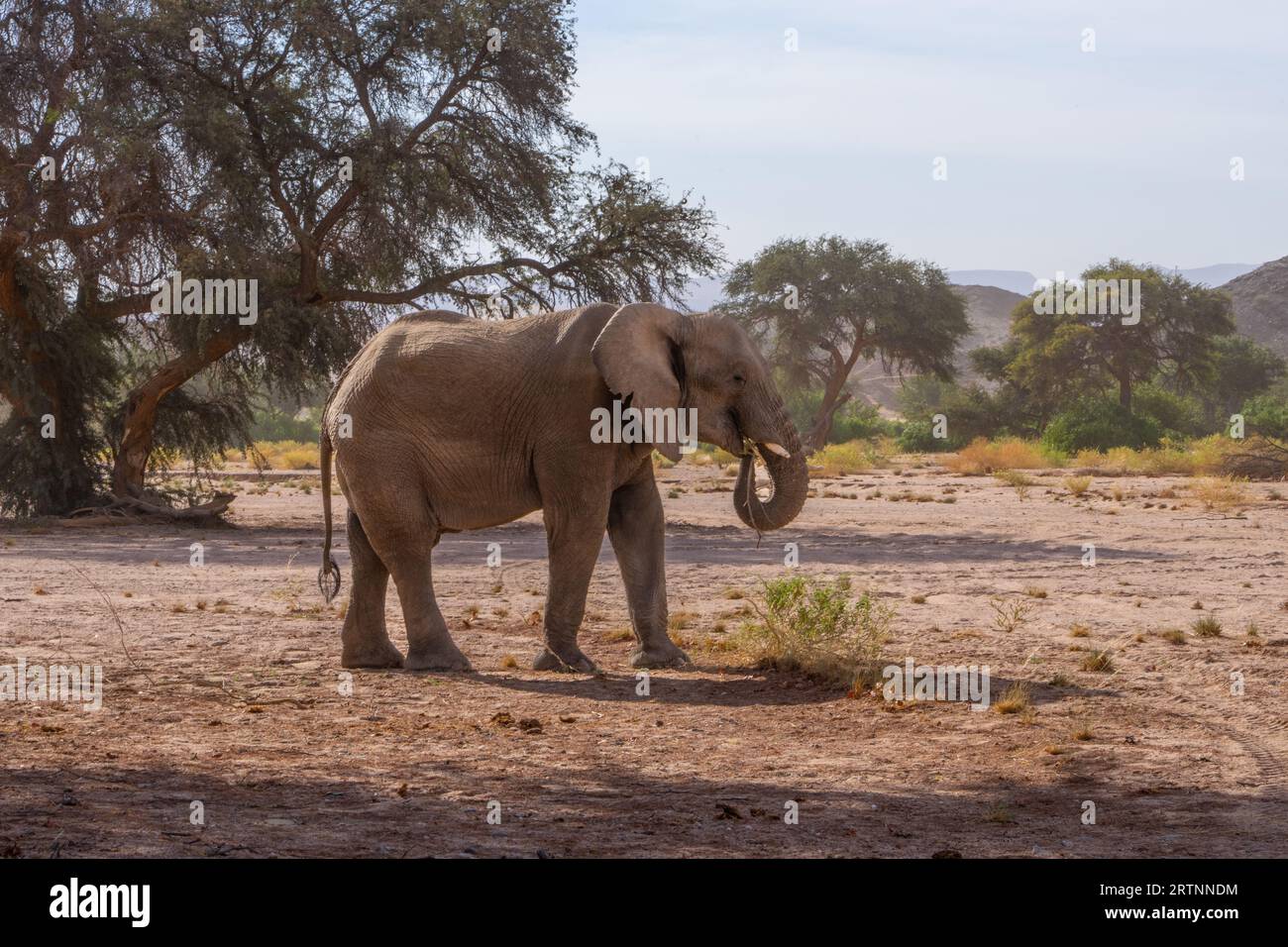 Gli elefanti del deserto o gli elefanti adattati al deserto non sono una specie distinta di elefanti, ma sono elefanti africani (Loxodonta africana) che hanno prodotto Foto Stock