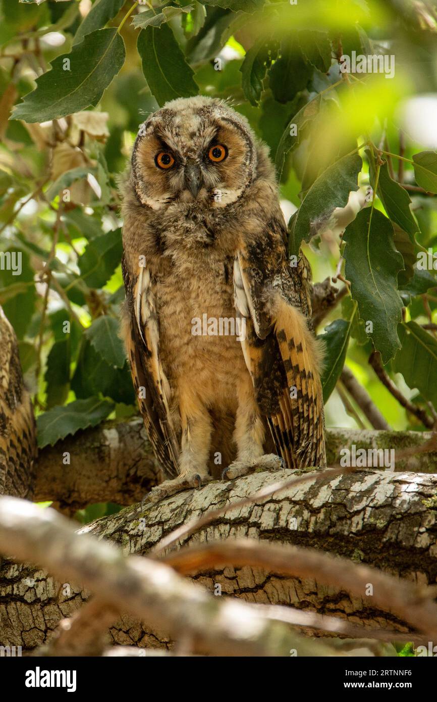 Il gufo dalle orecchie lunghe (Asio otus), noto anche come gufo dalle orecchie lunghe settentrionali o, più informalmente, come gufo corno minore o gufo gatto, è di medie dimensioni Foto Stock