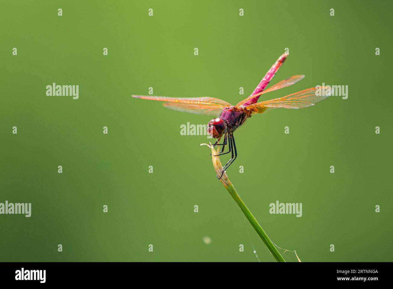La libellula scarlina (Crocothemis erythraea) è una specie di libellula della famiglia Libellulidae. I suoi nomi comuni includono ampio scarlatto, comune sca Foto Stock