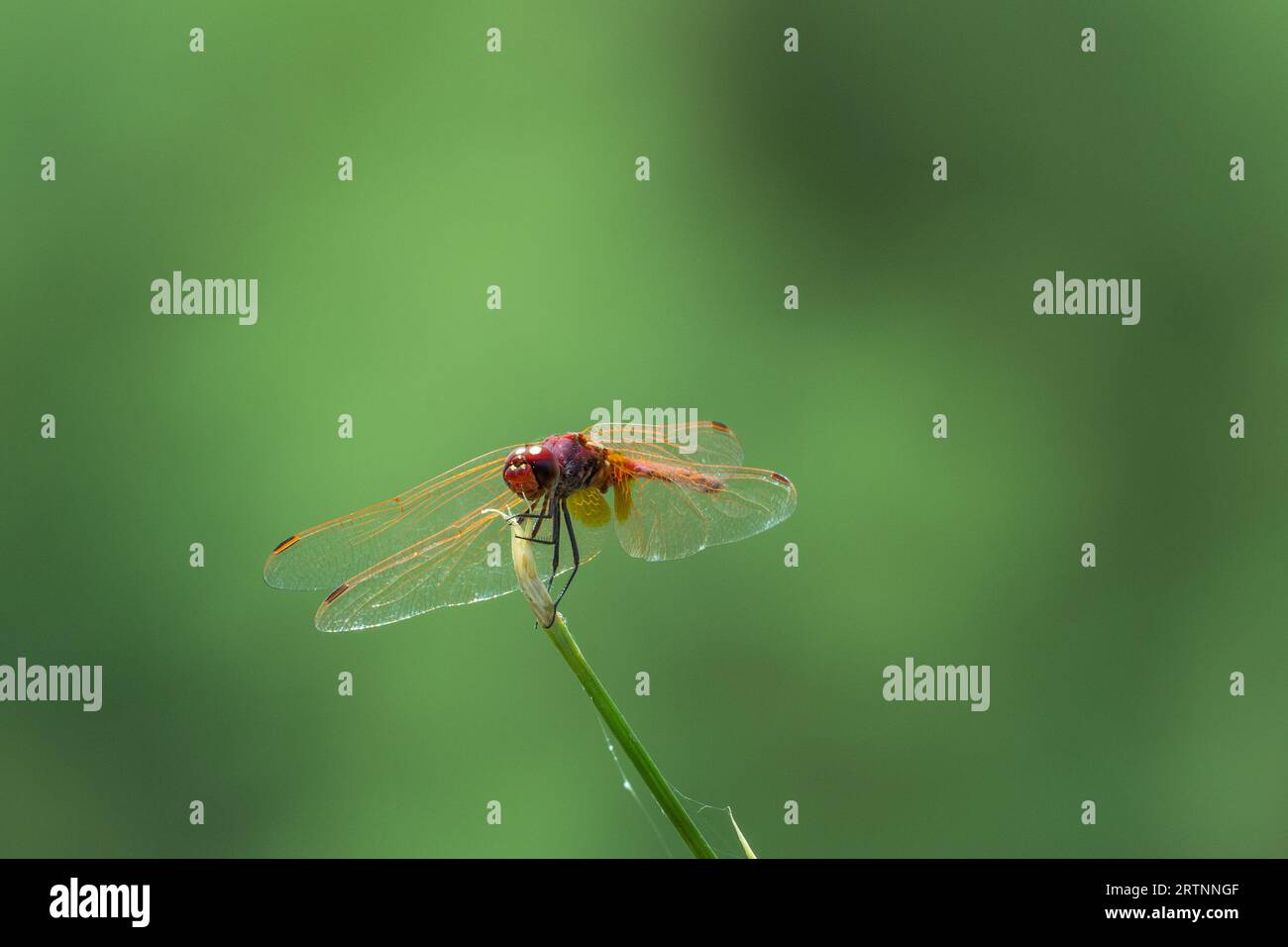 La libellula scarlina (Crocothemis erythraea) è una specie di libellula della famiglia Libellulidae. I suoi nomi comuni includono ampio scarlatto, comune sca Foto Stock