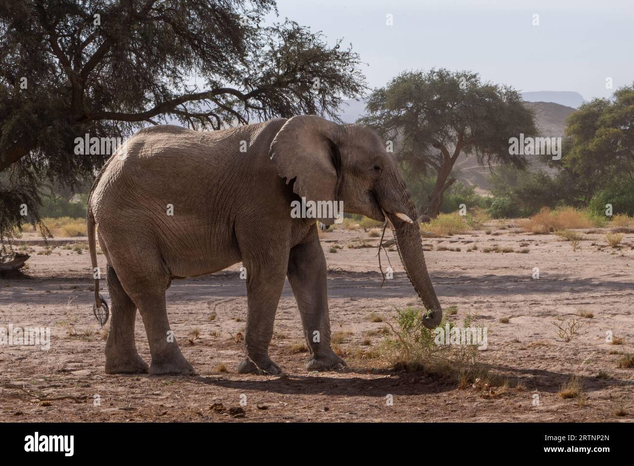 Gli elefanti del deserto o gli elefanti adattati al deserto non sono una specie distinta di elefanti, ma sono elefanti africani (Loxodonta africana) che hanno prodotto Foto Stock
