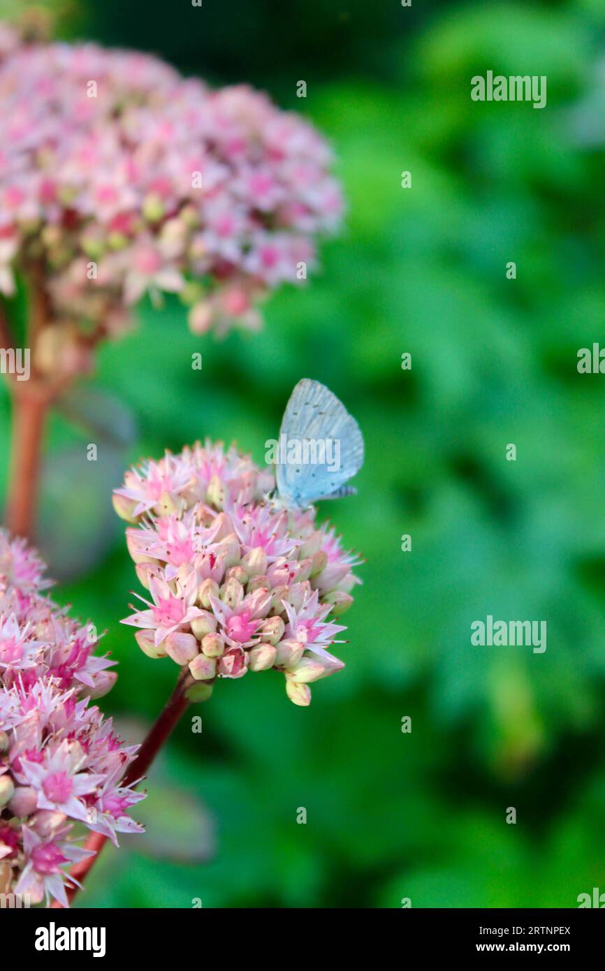 Alimentazione comune di Blue Butterfly sulla pianta da giardino Sedum spectabile Foto Stock