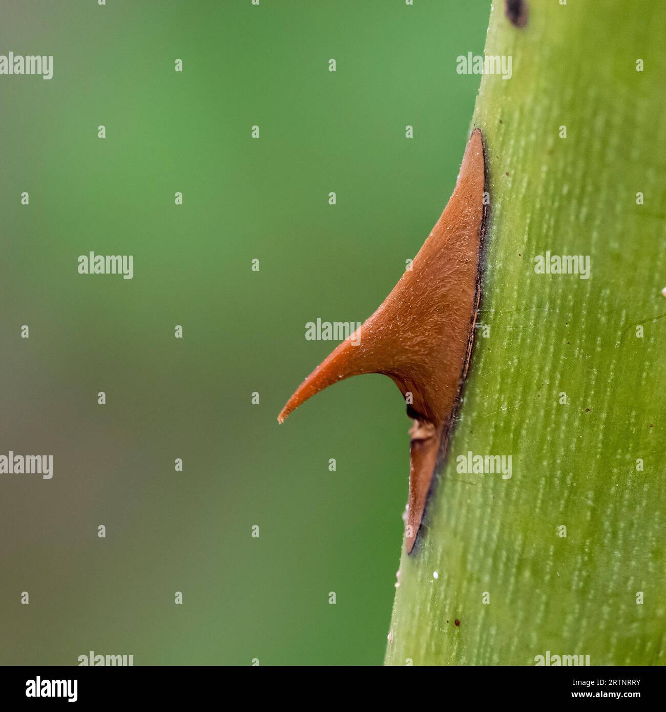 Primo piano di una singola spina su un ramo di cespuglio di rose Foto Stock