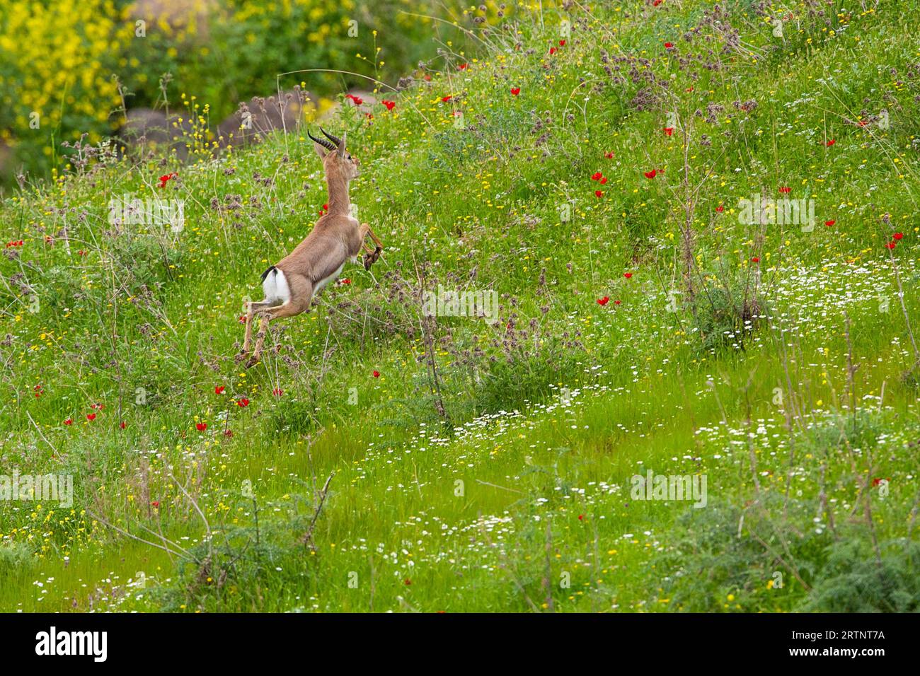 Gazzella di montagna (gazzella di montagna). Fotografato in Israele. La gazzella di montagna è la gazzella più comune in Israele, che risiede in gran parte in tre aree Foto Stock