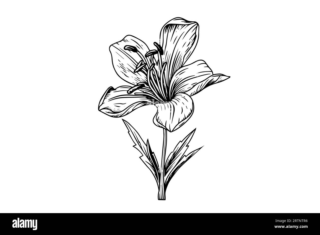 Schizzo con inchiostro disegnato a mano in zafferano o croco. Illustrazione vettoriale in stile vintage. Illustrazione Vettoriale