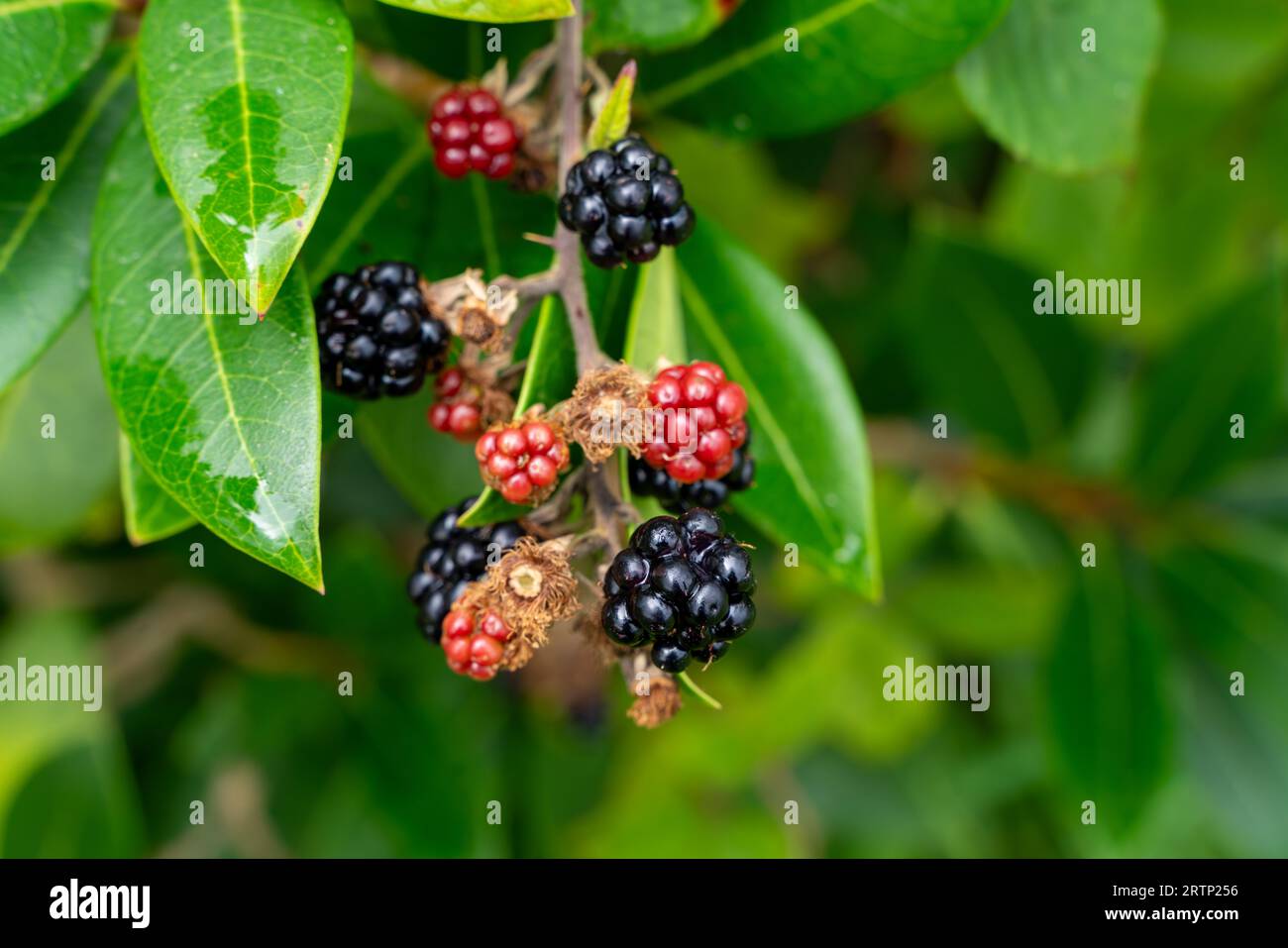 le more crescono in natura Foto Stock