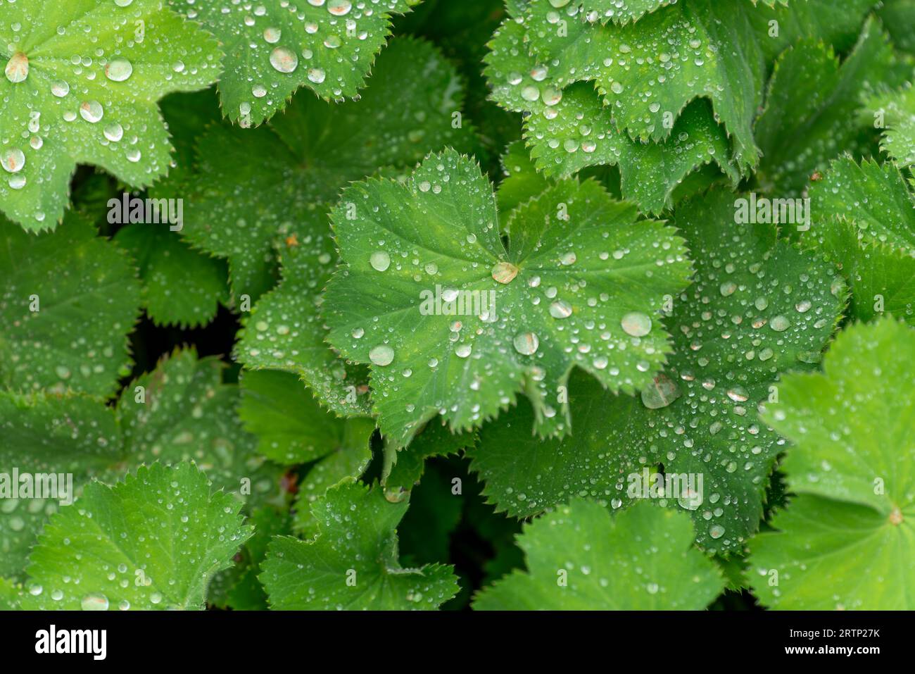 fogliame verde con gocce di pioggia Foto Stock