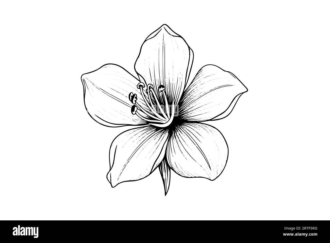 Schizzo con inchiostro disegnato a mano in zafferano o croco. Illustrazione vettoriale in stile vintage. Illustrazione Vettoriale