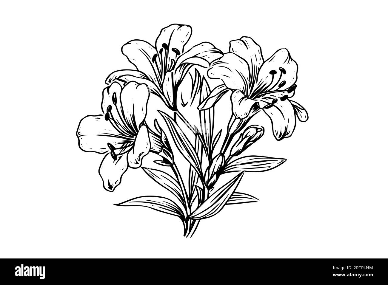 Schizzo con inchiostro disegnato a mano in zafferano o croco. Illustrazione vettoriale in stile vintage. Illustrazione Vettoriale