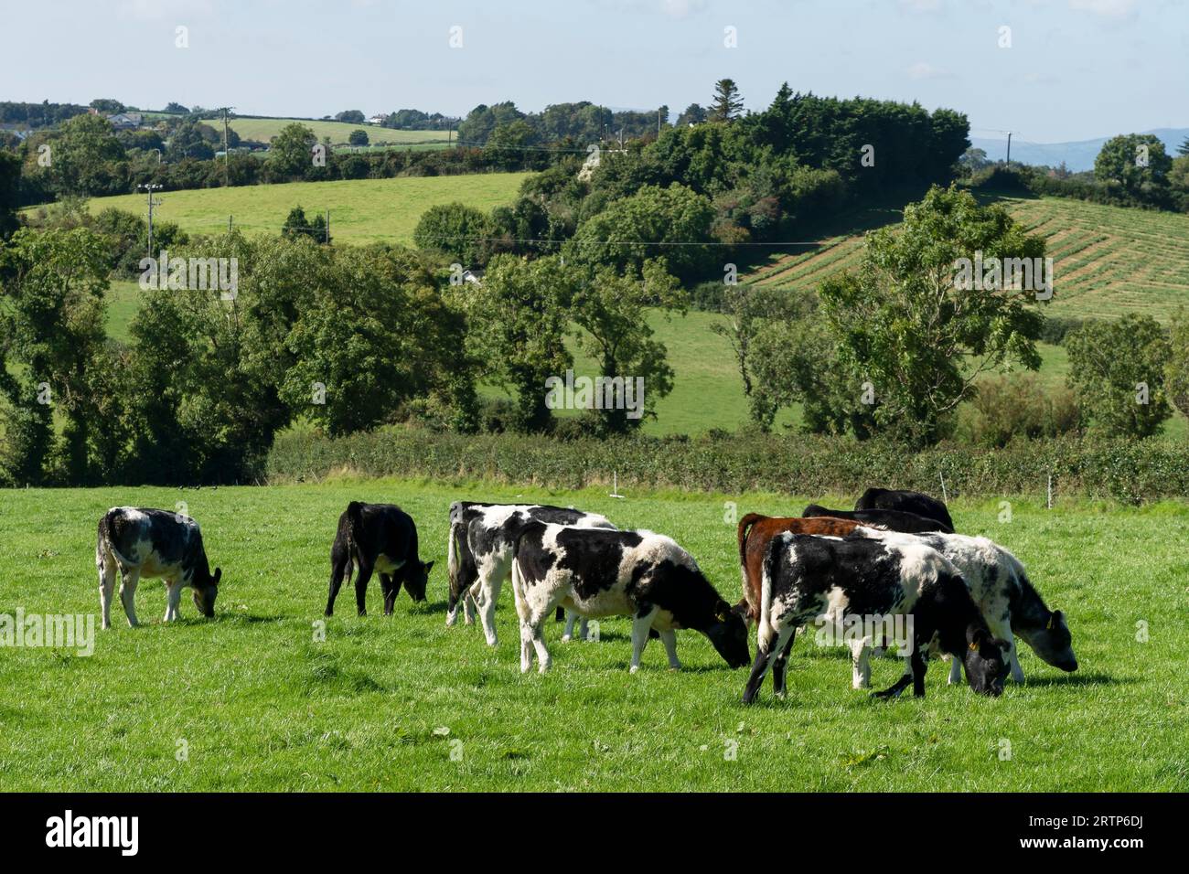 Campagna ondulata e un campo di mucche a Crawfordsburn, Irlanda del Nord, Regno Unito Foto Stock