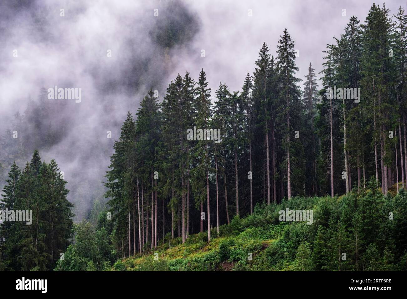 Foresta di abeti rossi in una giornata umida, Zell am SEE, Salzburgerland, Austria Foto Stock