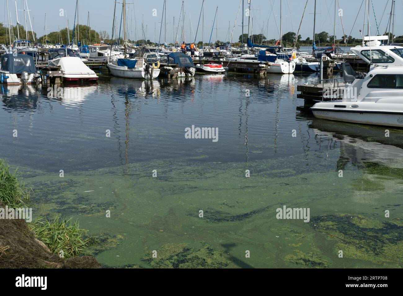 Alghe verdi e alghe fiorite tra le barche del porto di Kinnego Marina Lough Neagh Irlanda del Nord Regno Unito Foto Stock