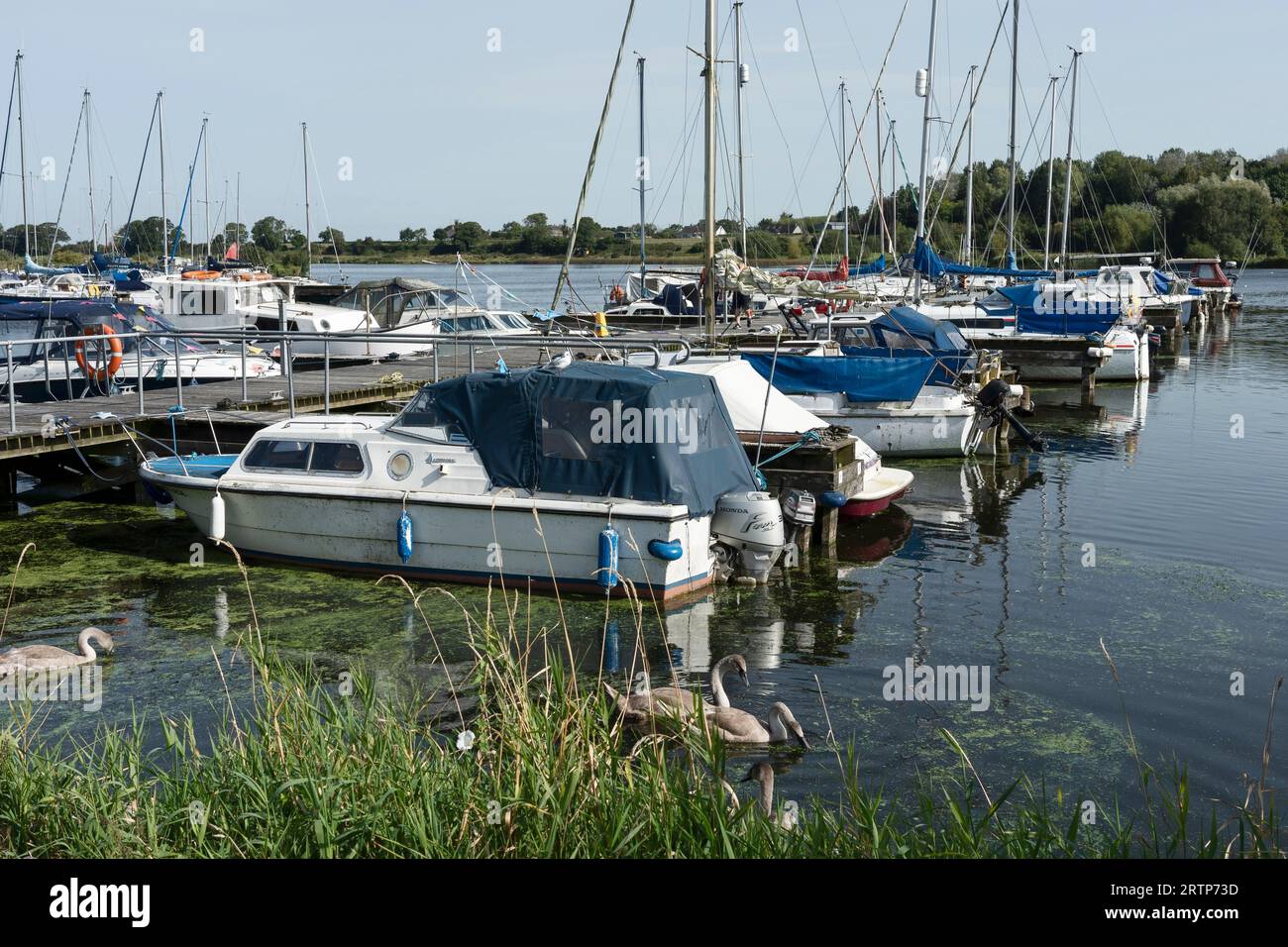 Alghe verdi e alghe fiorite tra le barche del porto di Kinnego Marina Lough Neagh Irlanda del Nord Regno Unito Foto Stock