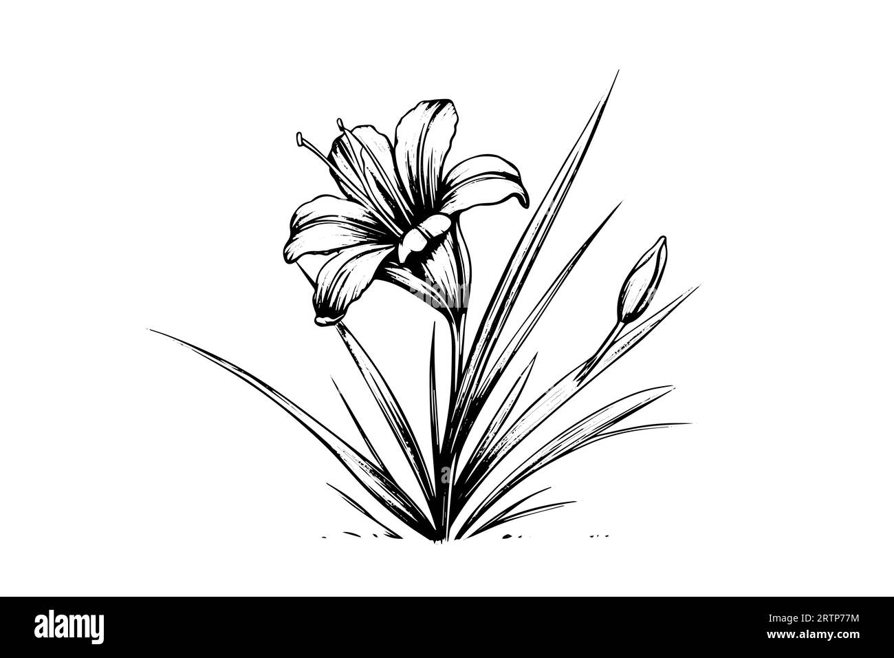 Schizzo con inchiostro disegnato a mano in zafferano o croco. Illustrazione vettoriale in stile vintage. Illustrazione Vettoriale