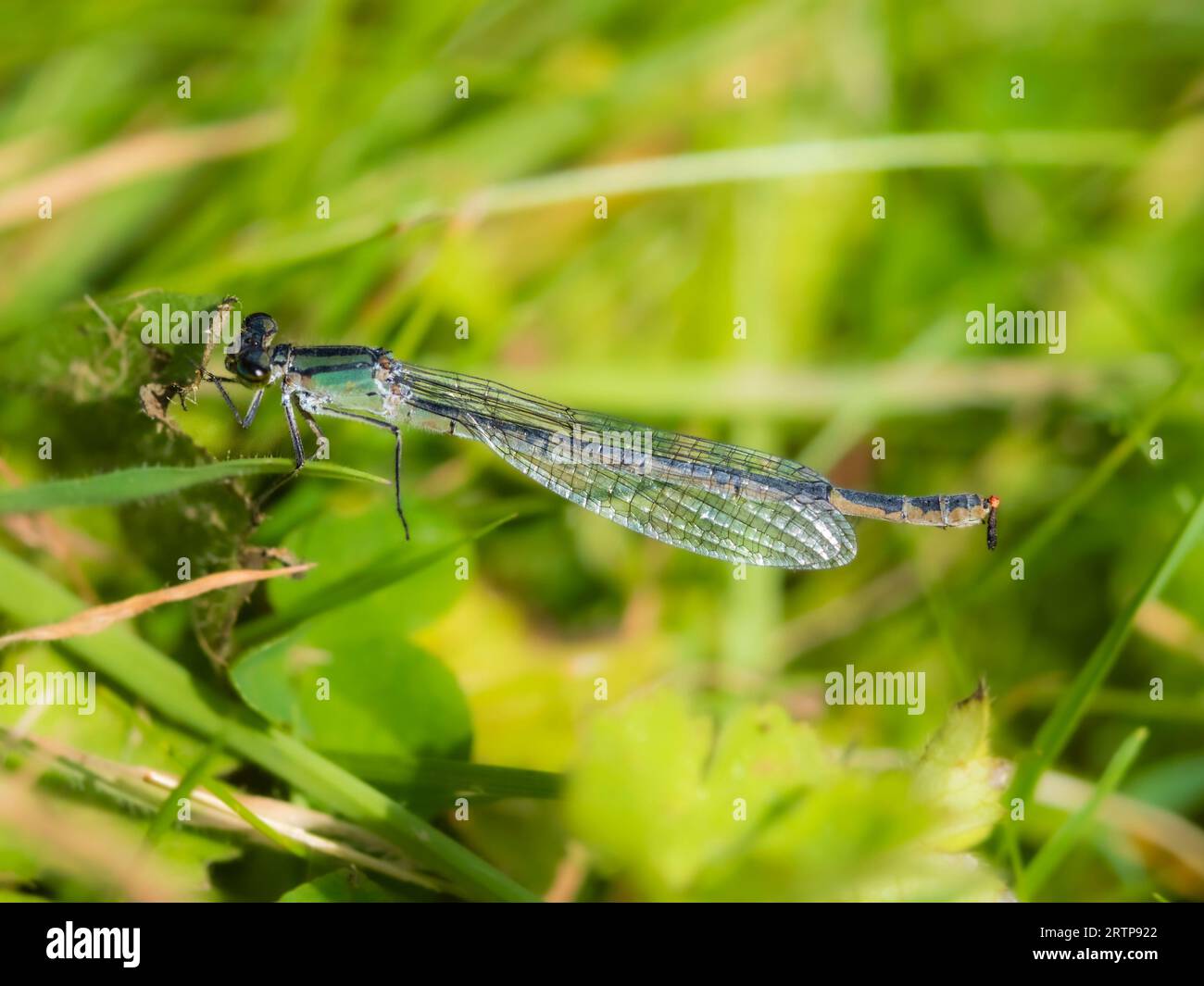 Donna di forma verde della damselfly blu comune del Regno Unito, Enallagma cyathigerum, in un giardino del Regno Unito Foto Stock